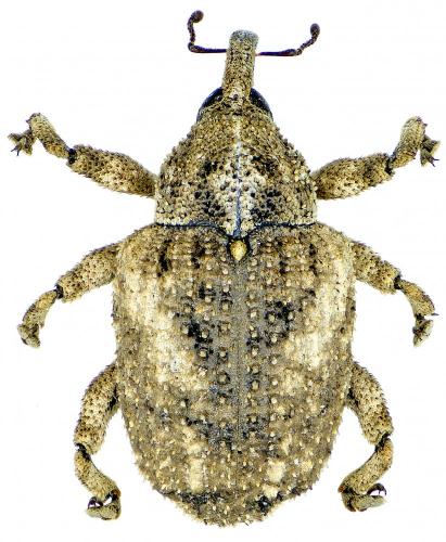 Sternochetus mangiferae